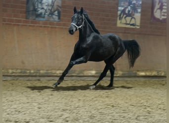 Westfalisk häst, Sto, 3 år, 169 cm, Svart