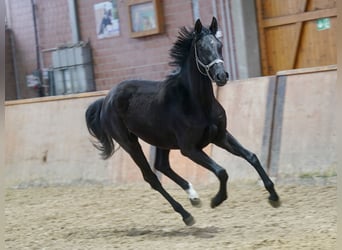 Westfalisk häst, Sto, 3 år, 169 cm, Svart