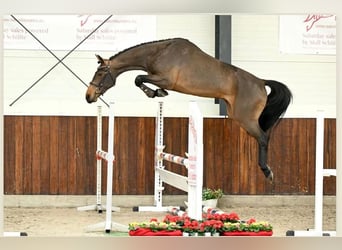Westfalisk häst, Sto, 3 år, 170 cm, Brun