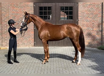 Westfalisk häst, Sto, 3 år, 170 cm, fux