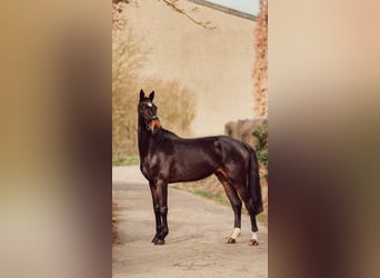Westfalisk häst, Sto, 3 år, 170 cm, Mörkbrun