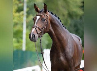 Westfalisk häst, Sto, 3 år, 171 cm, Brun
