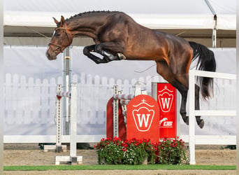 Westfalisk häst, Sto, 3 år, 171 cm, Brun