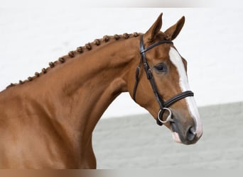 Westfalisk häst, Sto, 3 år, 172 cm, Fux