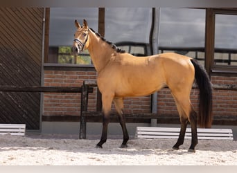 Westfalisk häst, Sto, 3 år, 172 cm, Gulbrun