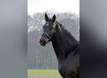 Westfalisk häst, Sto, 3 år, 175 cm, Rökfärgad svart