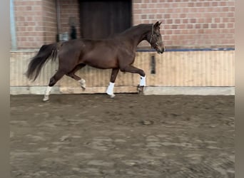 Westfalisk häst, Sto, 3 år, fux