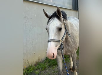 Westfalisk häst, Sto, 3 år, Gråskimmel