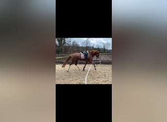 Westfalisk häst, Sto, 4 år, 160 cm, fux