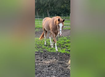 Westfalisk häst, Sto, 4 år, 160 cm, fux