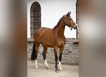 Westfalisk häst, Sto, 4 år, 162 cm, Brun