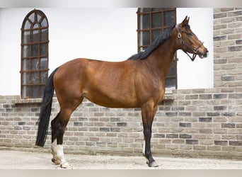 Westfalisk häst, Sto, 4 år, 162 cm, Brun