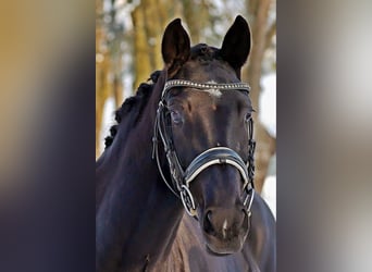 Westfalisk häst, Sto, 4 år, 162 cm, Rökfärgad svart
