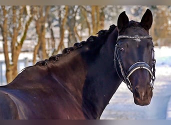Westfalisk häst, Sto, 4 år, 162 cm, Rökfärgad svart