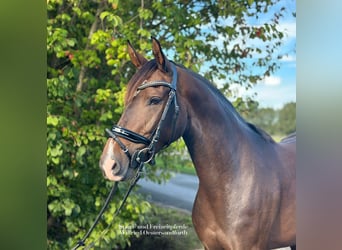 Westfalisk häst, Sto, 4 år, 163 cm, Mörkbrun