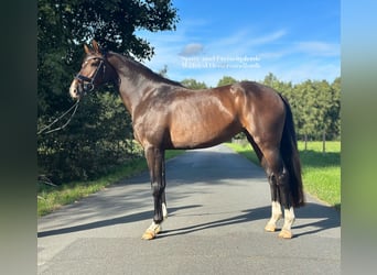 Westfalisk häst, Sto, 4 år, 163 cm, Mörkbrun