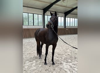 Westfalisk häst, Sto, 4 år, 164 cm, Mörkbrun