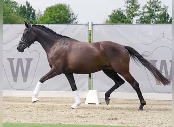 Westfalisk häst, Sto, 4 år, 164 cm, Svart
