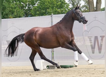 Westfalisk häst, Sto, 4 år, 164 cm, Svart