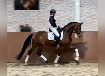 Westfalisk häst, Sto, 4 år, 165 cm, Brun