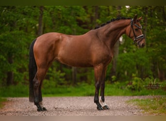 Westfalisk häst, Sto, 4 år, 165 cm, Brun