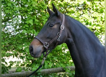 Westfalisk häst, Sto, 4 år, 165 cm