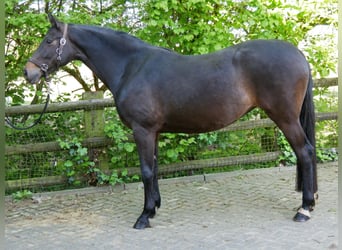 Westfalisk häst, Sto, 4 år, 165 cm