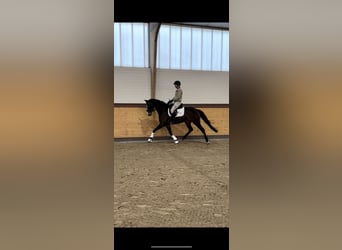 Westfalisk häst, Sto, 4 år, 165 cm, Mörkbrun