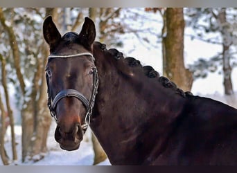 Westfalisk häst, Sto, 4 år, 165 cm, Rökfärgad svart