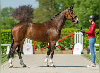 Westfalisk häst, Sto, 4 år, 166 cm, Brun