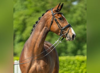 Westfalisk häst, Sto, 4 år, 166 cm, Brun