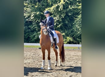 Westfalisk häst, Sto, 4 år, 166 cm, fux