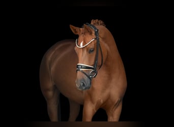 Westfalisk häst, Sto, 4 år, 166 cm, fux