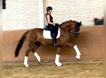 Westfalisk häst, Sto, 4 år, 166 cm, fux