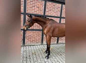 Westfalisk häst, Sto, 4 år, 167 cm, Brun