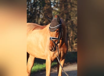 Westfalisk häst, Sto, 4 år, 167 cm, fux