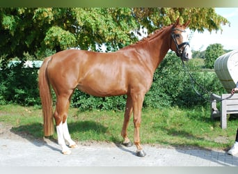 Westfalisk häst, Sto, 4 år, 168 cm, fux