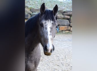 Westfalisk häst, Sto, 4 år, 168 cm, Grå
