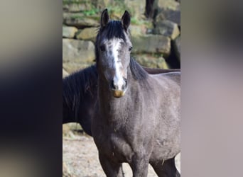 Westfalisk häst, Sto, 4 år, 168 cm, Grå