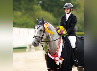 Westfalisk häst, Sto, 4 år, 168 cm, Mörkbrun