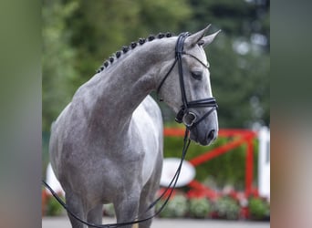 Westfalisk häst, Sto, 4 år, 168 cm, Mörkbrun