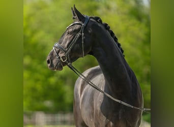 Westfalisk häst, Sto, 4 år, 168 cm, Svart