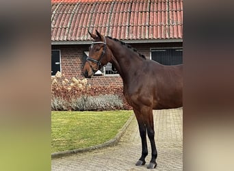 Westfalisk häst, Sto, 4 år, 169 cm, Brun