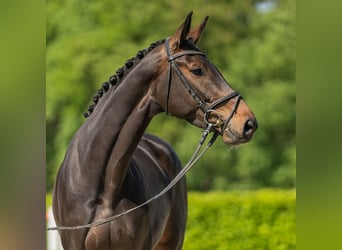 Westfalisk häst, Sto, 4 år, 169 cm, Brun