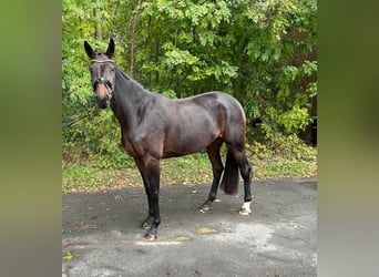 Westfalisk häst, Sto, 4 år, 170 cm, Brun