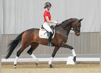 Westfalisk häst, Sto, 4 år, 170 cm, Brun
