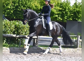 Westfalisk häst, Sto, 4 år, 170 cm, Mörkbrun