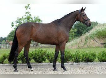 Westfale, Stute, 4 Jahre, 172 cm