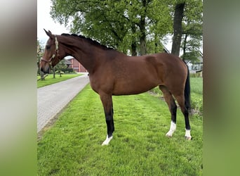Westfalisk häst, Sto, 4 år, 172 cm, Grå-röd-brun
