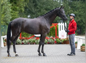Westfalisk häst, Sto, 4 år, 172 cm, Svart